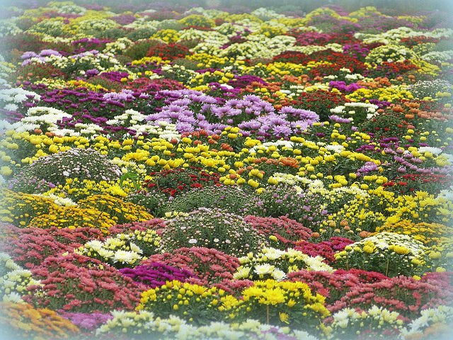 ...champ de chrysanthèmes...