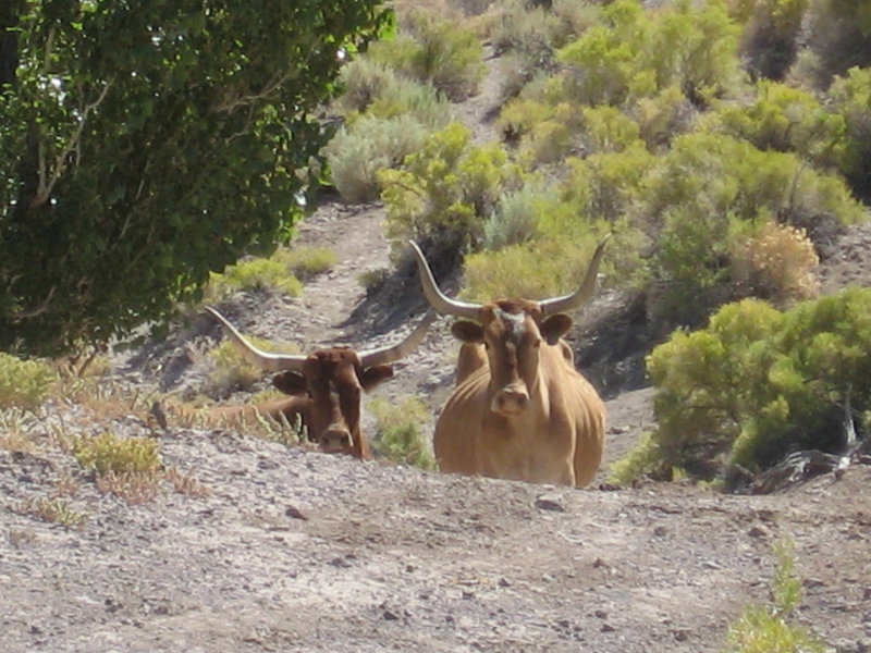 West Central NV 56