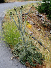 2013 Strange Thistle at Roadside