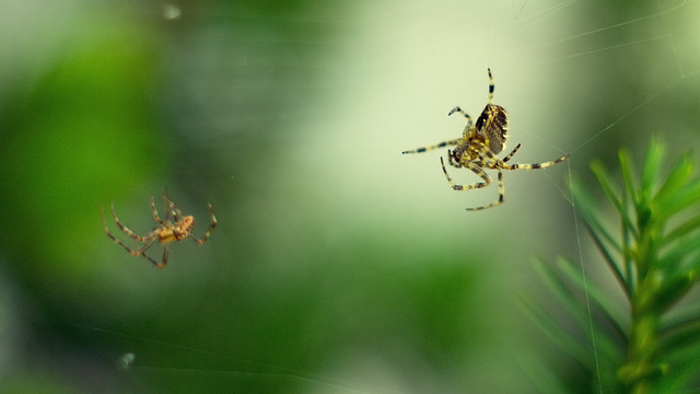 Two spiders