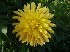 JB flor amarilla