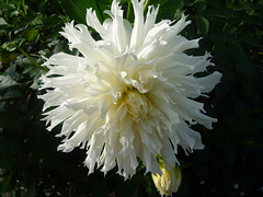 JB flor blanca