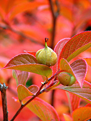 Stewartia pseudocamellia