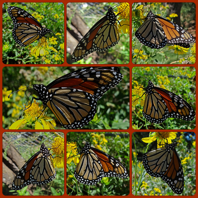 Monarch butterfly (Danaus plexippus) 30-9-2013 Collage 3