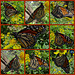 Monarch butterfly (Danaus plexippus) 30-9-2013 Collage 3