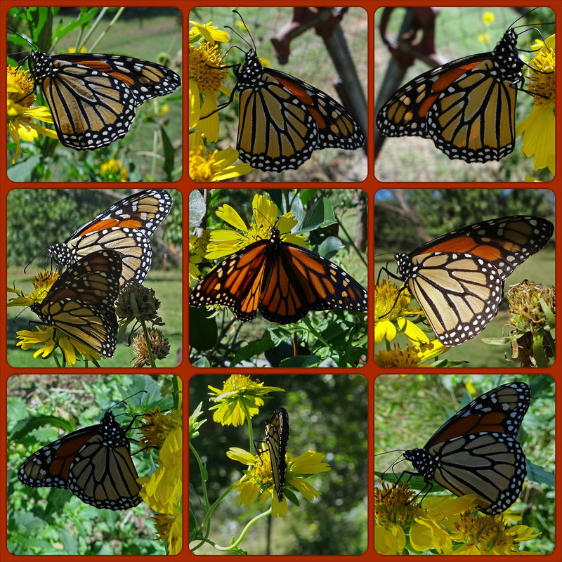 Monarch butterfly (Danaus plexippus) 1-10-2013 Collage 1