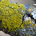 Candleflame lichen / Candelaria concolor