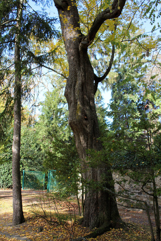 Acer campestre (3)