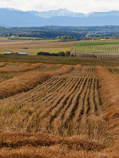 Harvest time