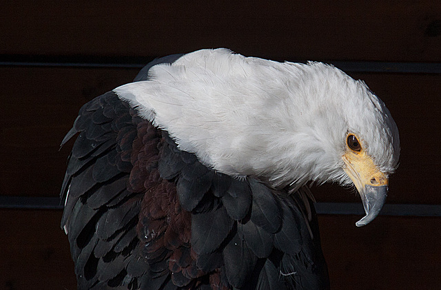 20131003 2963RAw Schreiadler