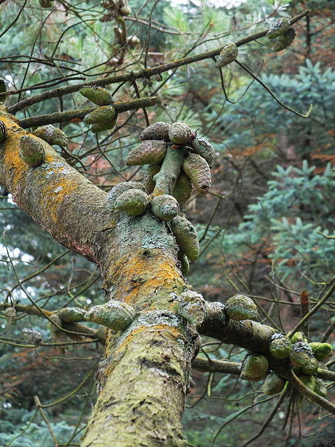 Hillier Gardens (7) - 7 October 2013