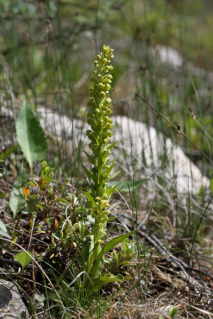 Frog Orchid