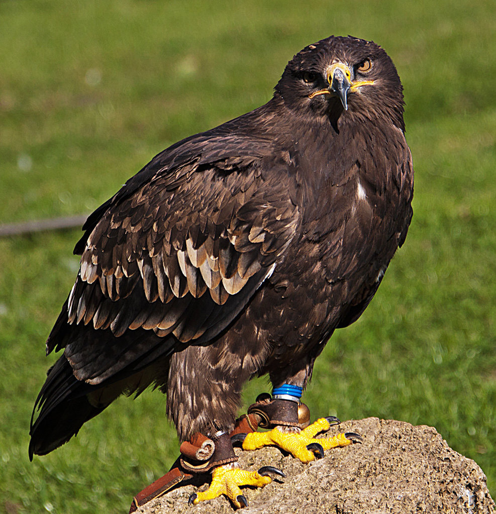 20131003 2956RAw [D~LIP] Steppenadler (Aquila nipalensis), Detmold