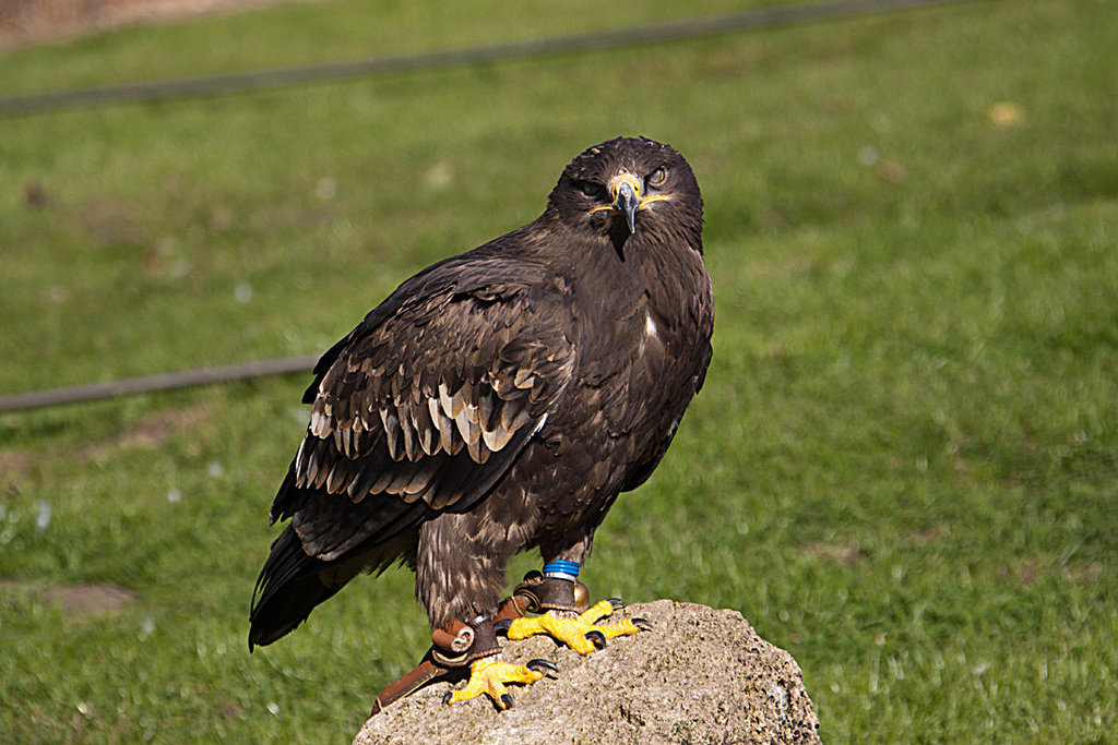 20131003 2955RAw [D~LIP] Steppenadler (Aquila nipalensis), Detmold