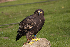 20131003 2955RAw [D~LIP] Steppenadler (Aquila nipalensis), Detmold