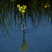 Reflection - Yellow flowers