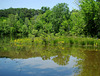 Reflection - Trees and flowers