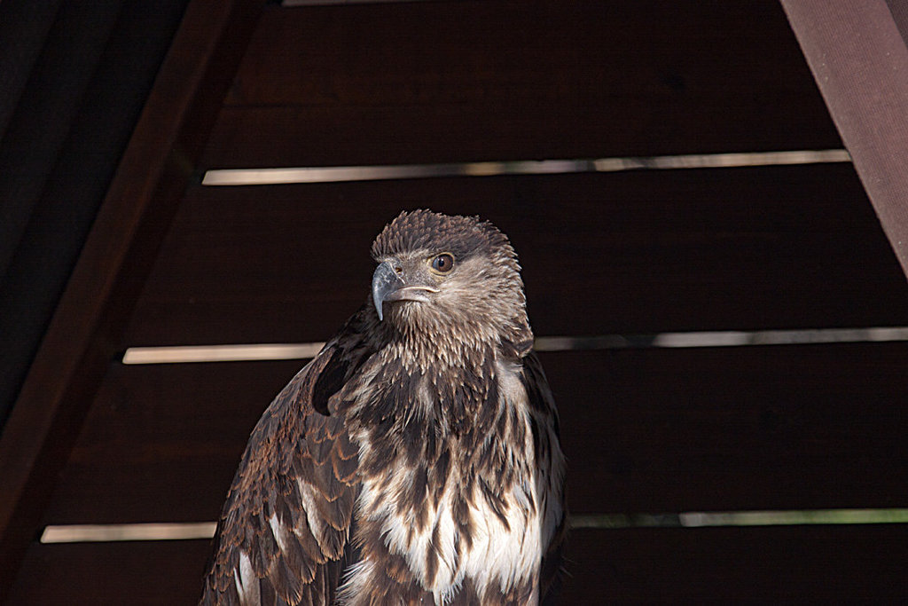 20131003 2951RAw Schreiadler