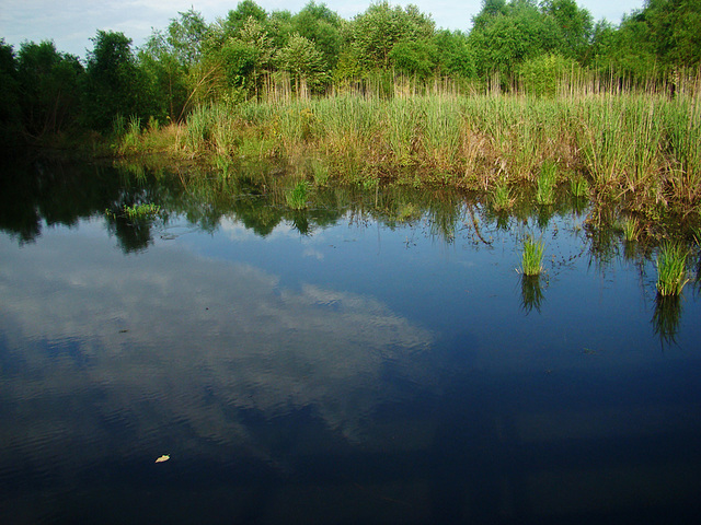 Reflection - Clouds and reeds