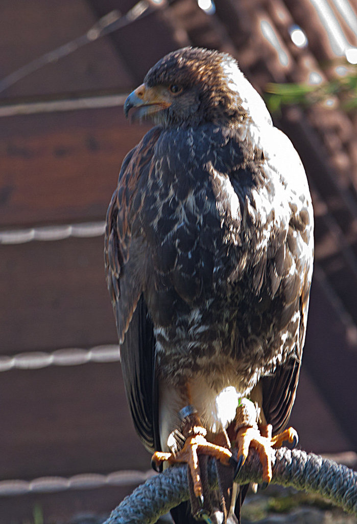20131003 2943RAw [D~LIP] Greif, Detmold