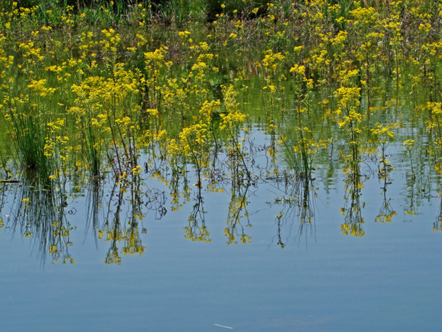 Reflection - Yellow flowers