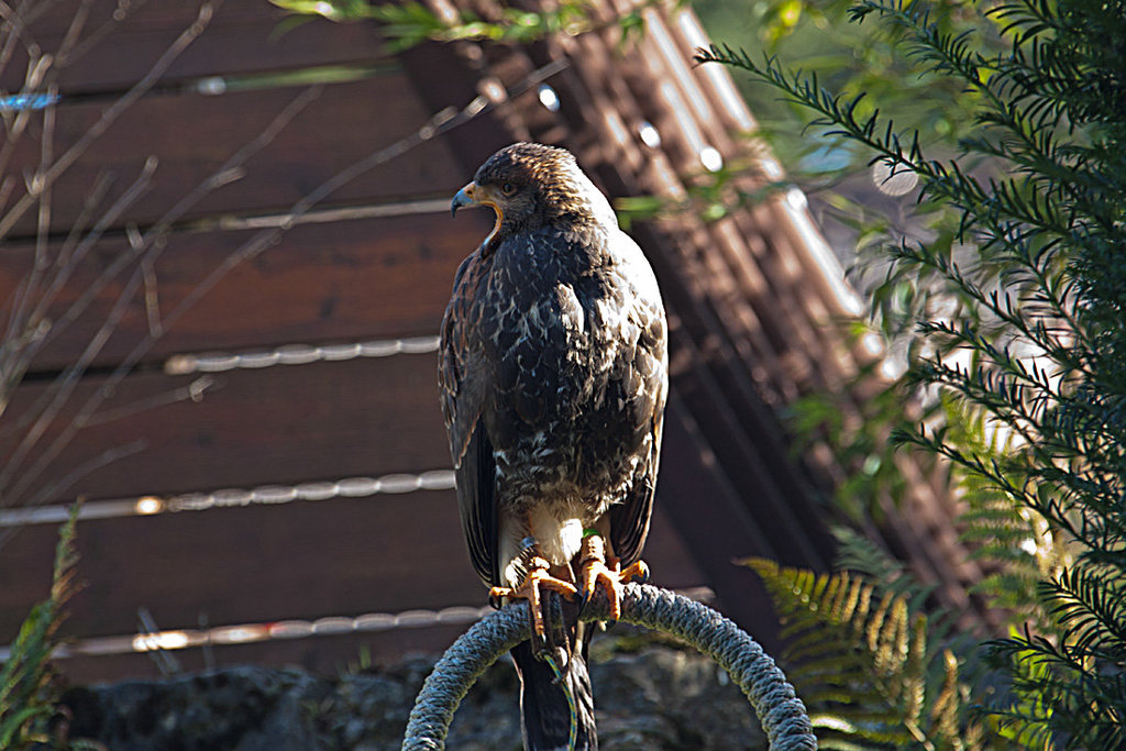 20131003 2942RAw [D~LIP] Greif, Detmold
