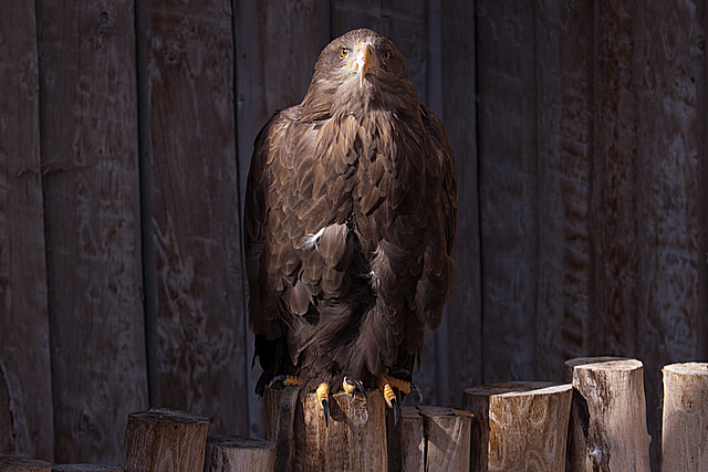 20131003 2933RAw Seeadler Europ.