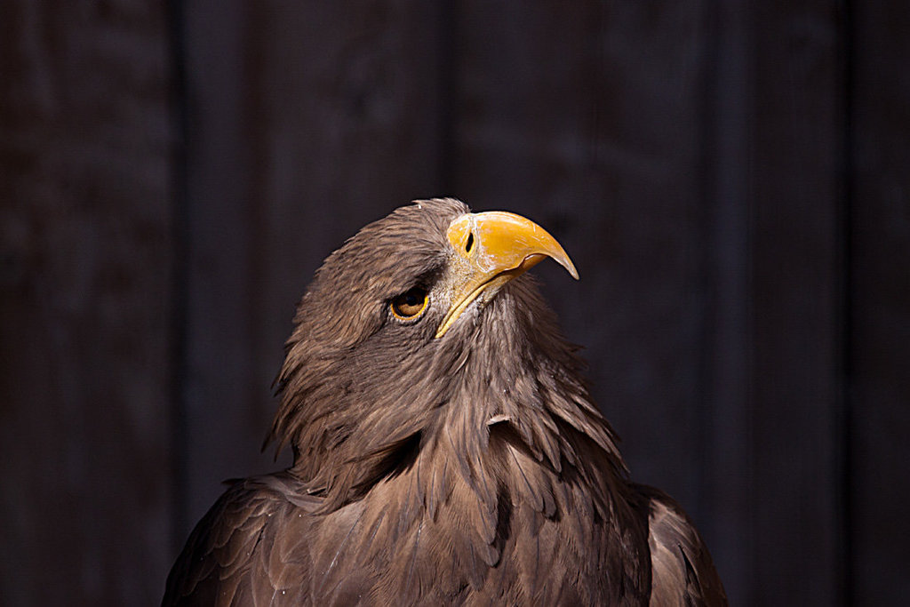 20131003 2931RAw [D~LIP] Seeadler (Haliaeetus albicilla), Detmold