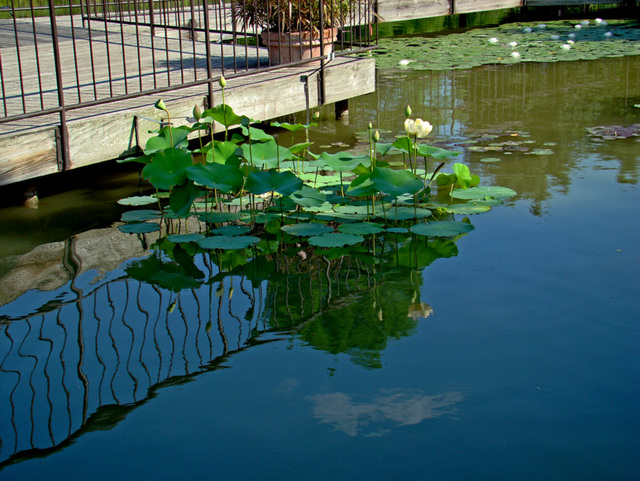 Reflection - Lotus pads