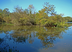 Mirrored trees