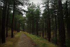 Schoorlse Duinen