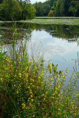 Flowers and mirrored clouds