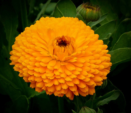 Marigold