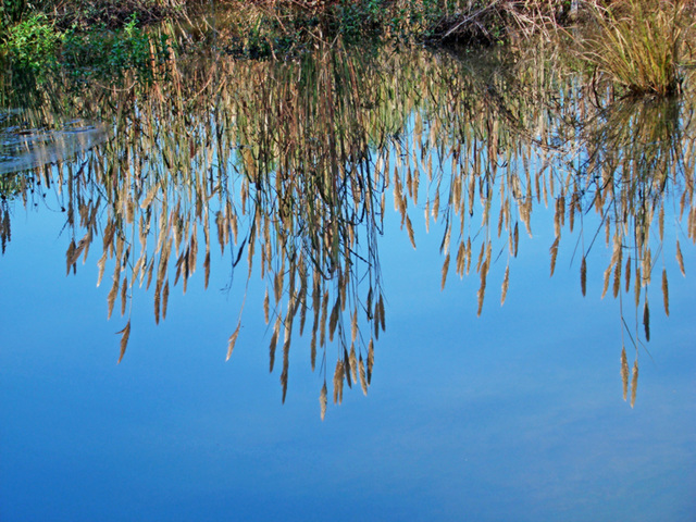 Mirrored grasses