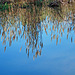 Mirrored grasses