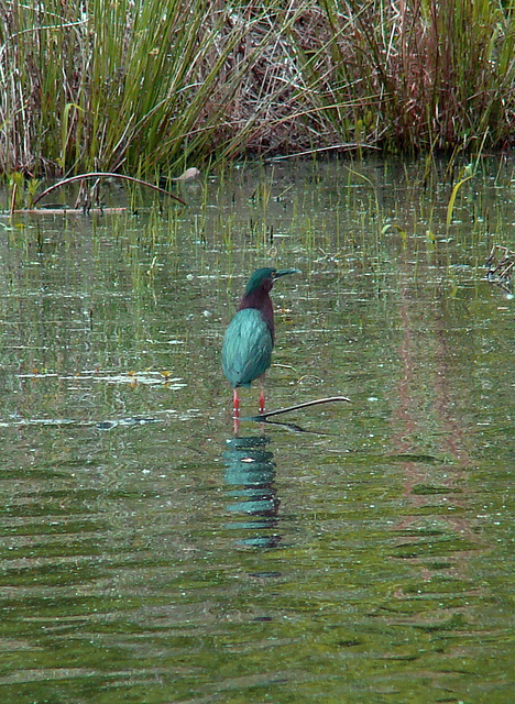 Green heron #3