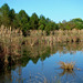 Wetland reflection