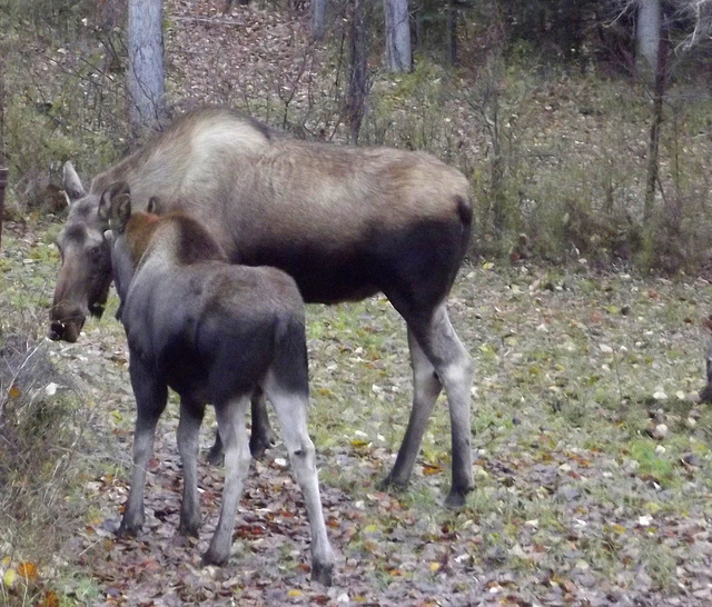 Mamma he's taking our picture!!