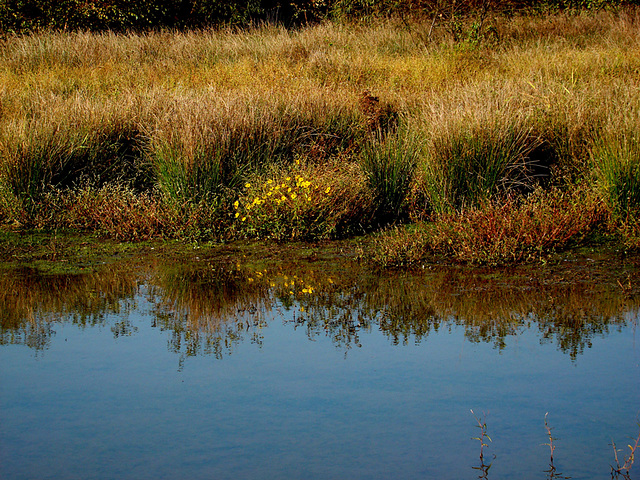 Reflections