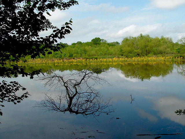 Reflections