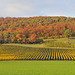 L'automne au pied du Jura