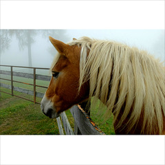 Horse in the fog.