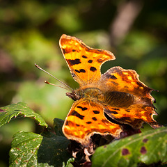 Male Comma