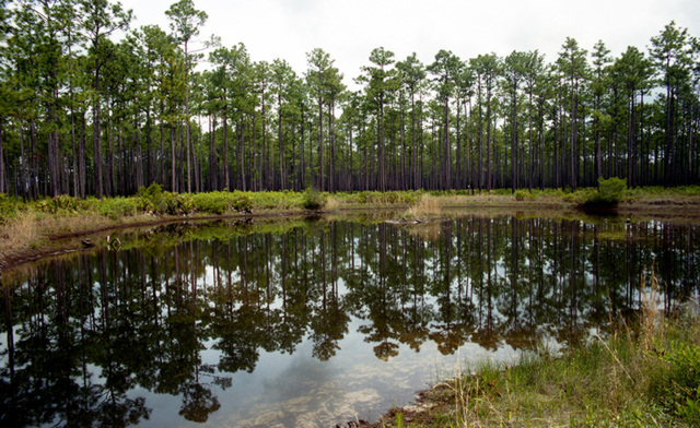 Okefenokee reflection