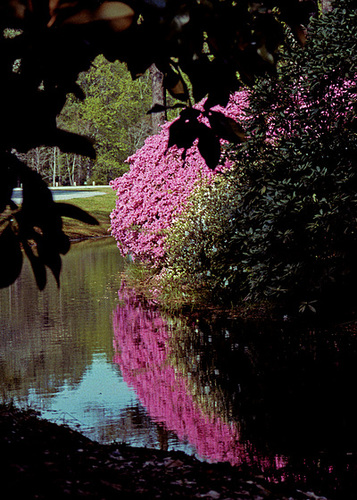 Framed Azalea Reflection