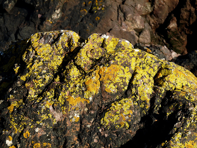 Lichen Covered Rock on Dhoon Beach