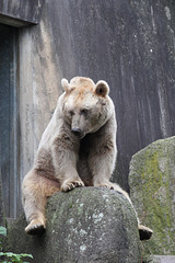 Syrischer Braunbär (Wilhelma)