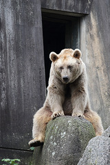 Syrischer Braunbär (Wilhelma)