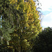 Acer campestre (10)