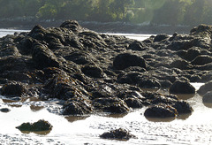 Rocks on Dhoon Beach
